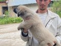 Kangal yavrularımız sahiplerini bekliyor maşallah 