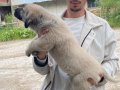 Kangal yavrularımız sahiplerini bekliyor maşallah 