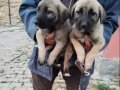 Kaliteli sivas kangallari 