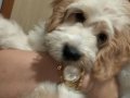 Maltipoo Yavruma Acil Yuva