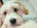 Maltipoo Yavruma Acil Yuva