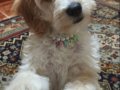 Maltipoo Yavruma Acil Yuva