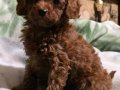 Poodle Güzel Yavru 3 aylık