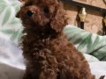 Poodle Güzel Yavru 3 aylık