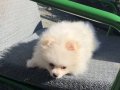 6 Aylık Pomeranian Boo 