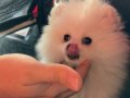 6 Aylık Pomeranian Boo 