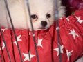 6 Aylık Pomeranian Boo 