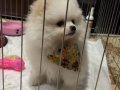6 Aylık Pomeranian Boo 