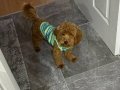 Maltipoo