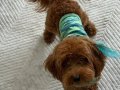Maltipoo