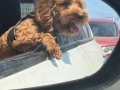 Maltipoo