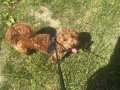 Maltipoo