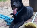 Irk standartlarını taşıyan bir alman çoban köpeği