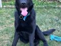 Irk standartlarını taşıyan bir alman çoban köpeği