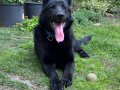 Irk standartlarını taşıyan bir alman çoban köpeği