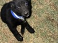 Irk standartlarını taşıyan bir alman çoban köpeği