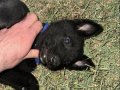 Irk standartlarını taşıyan bir alman çoban köpeği