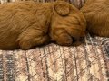 EVDE DOĞMUŞ KORE POODLE