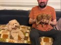 EVDE DOĞMUŞ KORE POODLE