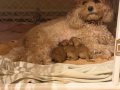 EVDE DOĞMUŞ KORE POODLE