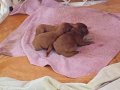 EVDE DOĞMUŞ KORE POODLE