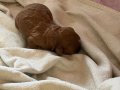 EVDE DOĞMUŞ KORE POODLE