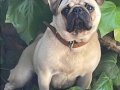 Böyle bir köpek yok herşeyi tam akıllı aşılı 11 aylık 