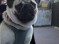 Böyle bir köpek yok herşeyi tam akıllı aşılı 11 aylık 