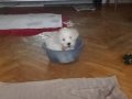 Anne maltipo baba maltese 