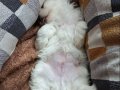 Anne maltipo baba maltese 