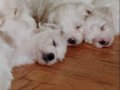 Anne maltipo baba maltese 