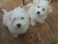 Anne maltipo baba maltese 