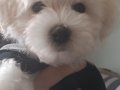 Anne maltipo baba maltese 