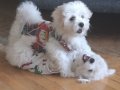 Anne maltipo baba maltese 