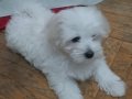 Anne maltipo baba maltese 