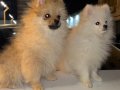 6 aylık iki adet Pomeranian Boo