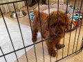 2 aylık yavru poodle
