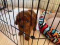 2 aylık yavru poodle