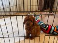 2 aylık yavru poodle