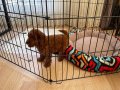 2 aylık yavru poodle