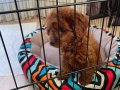 2 aylık yavru poodle