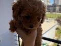 Ped eğitimli dişi poodle yavru 