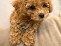 Ped eğitimli dişi poodle yavru 