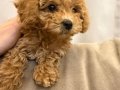 Ped eğitimli dişi poodle yavru 