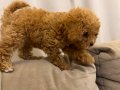 Ped eğitimli poodle yavru ilk yazana