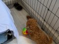 Ped eğitimli poodle yavru ilk yazana