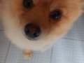 Bakımlı Pomeranian
