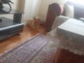 Bakımlı Pomeranian