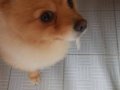 Bakımlı Pomeranian