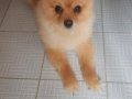 Bakımlı Pomeranian